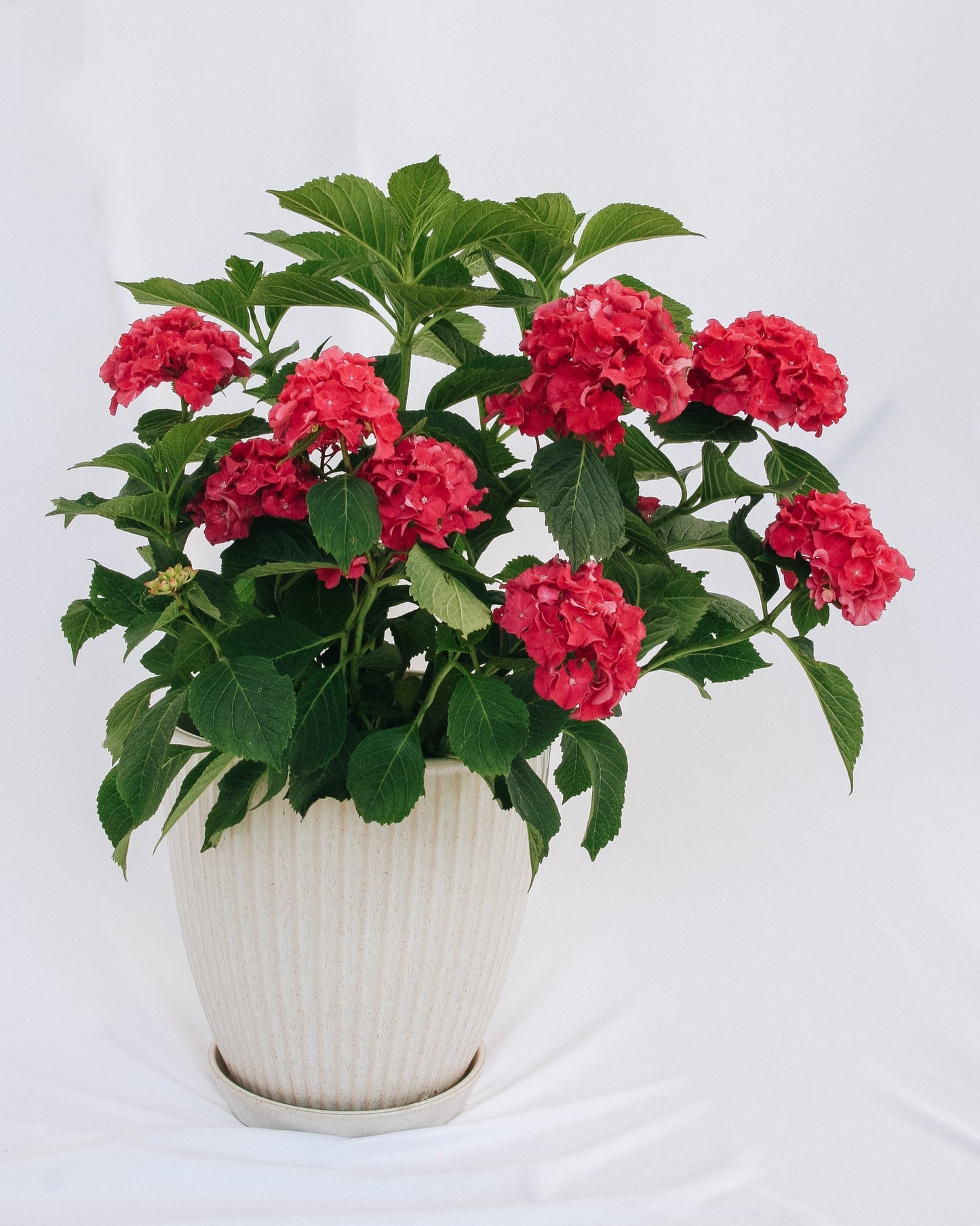 Wee Bit Grumpy Bigleaf Hydrangea