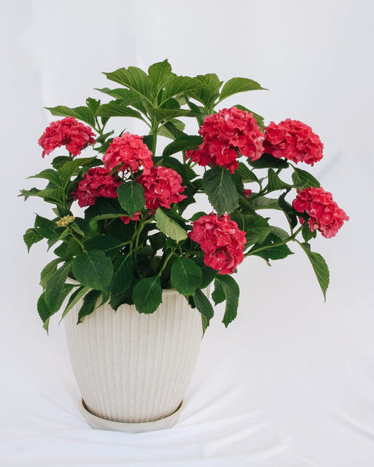 Wee Bit Grumpy Bigleaf Hydrangea