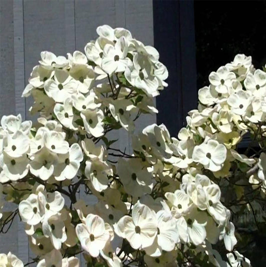 White Wonder Pacific Dogwood