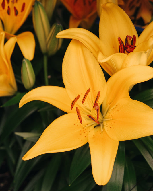 Tiny Bee Lily