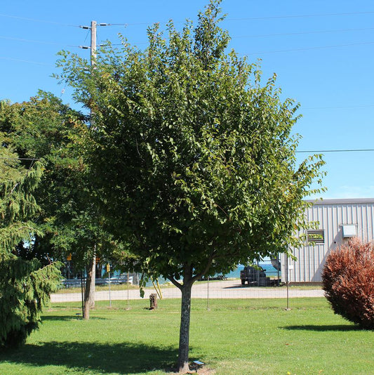 American Hop Hornbeam