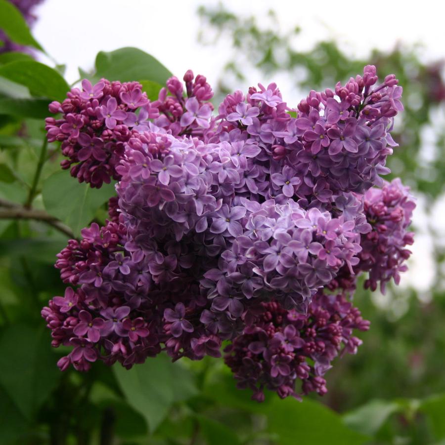 Congo Lilac