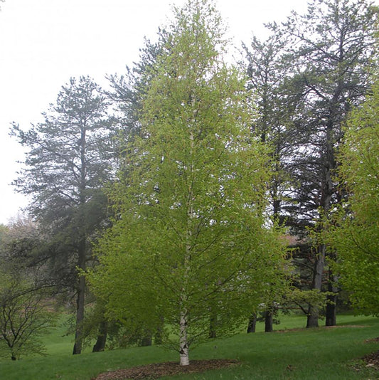 Dakota Pinnacle Birch