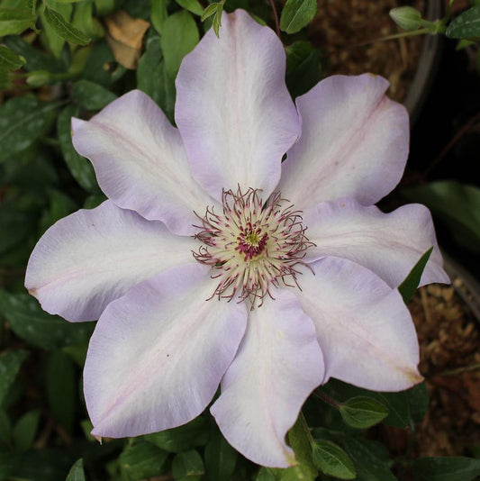 Vancouver Daybreak Clematis
