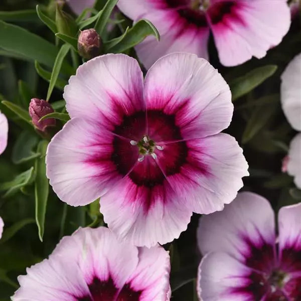 White Purple Eye Pinks