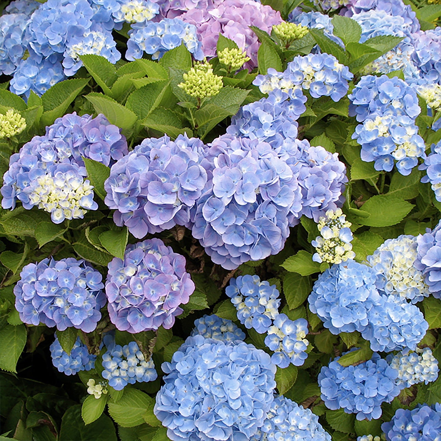 All Summer Beauty Hydrangea