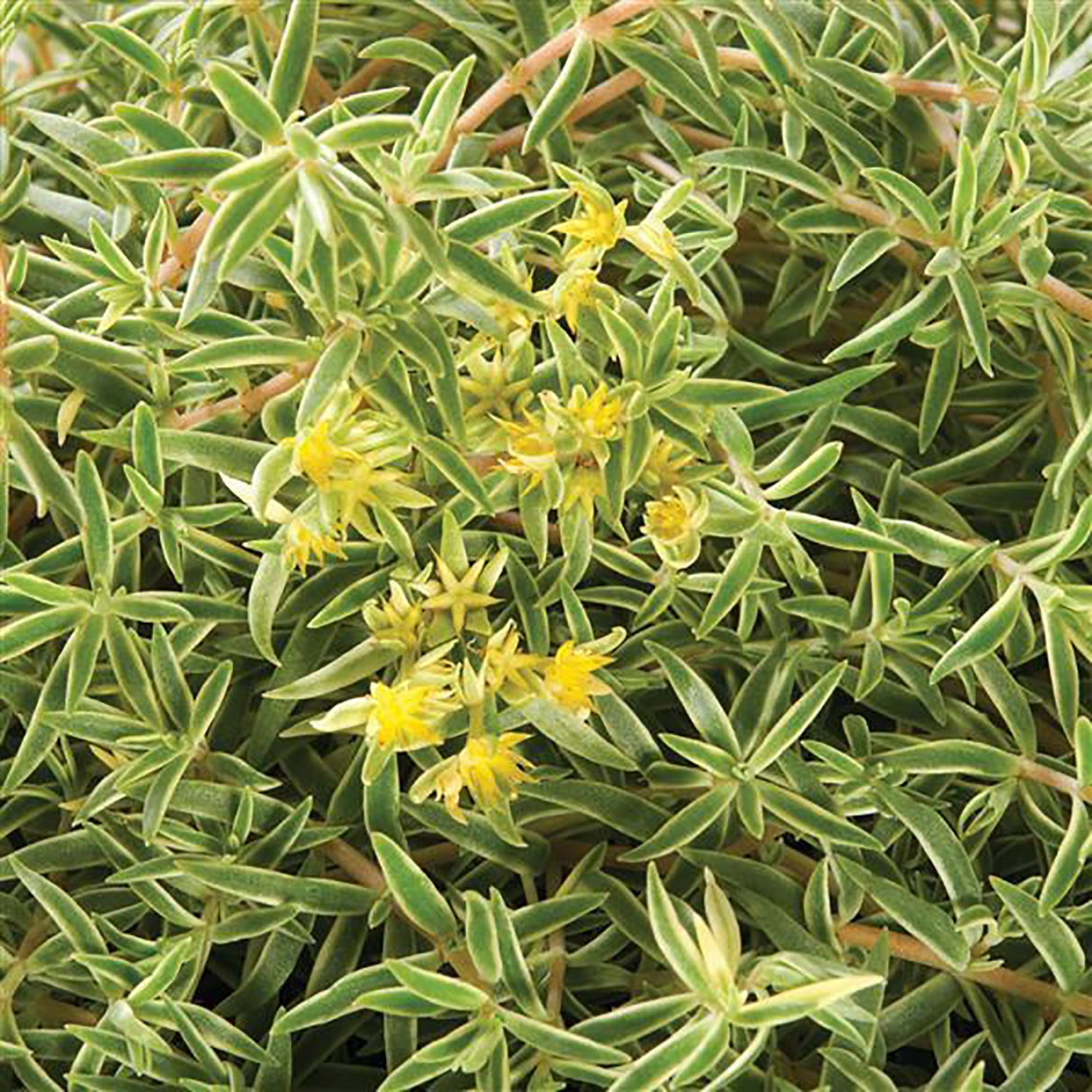 Variegatum Stonecrop