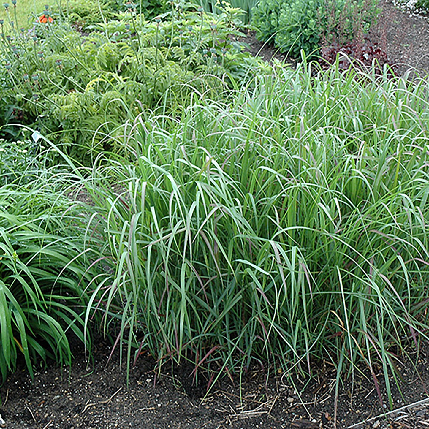 Prairie Fire Switch Grass