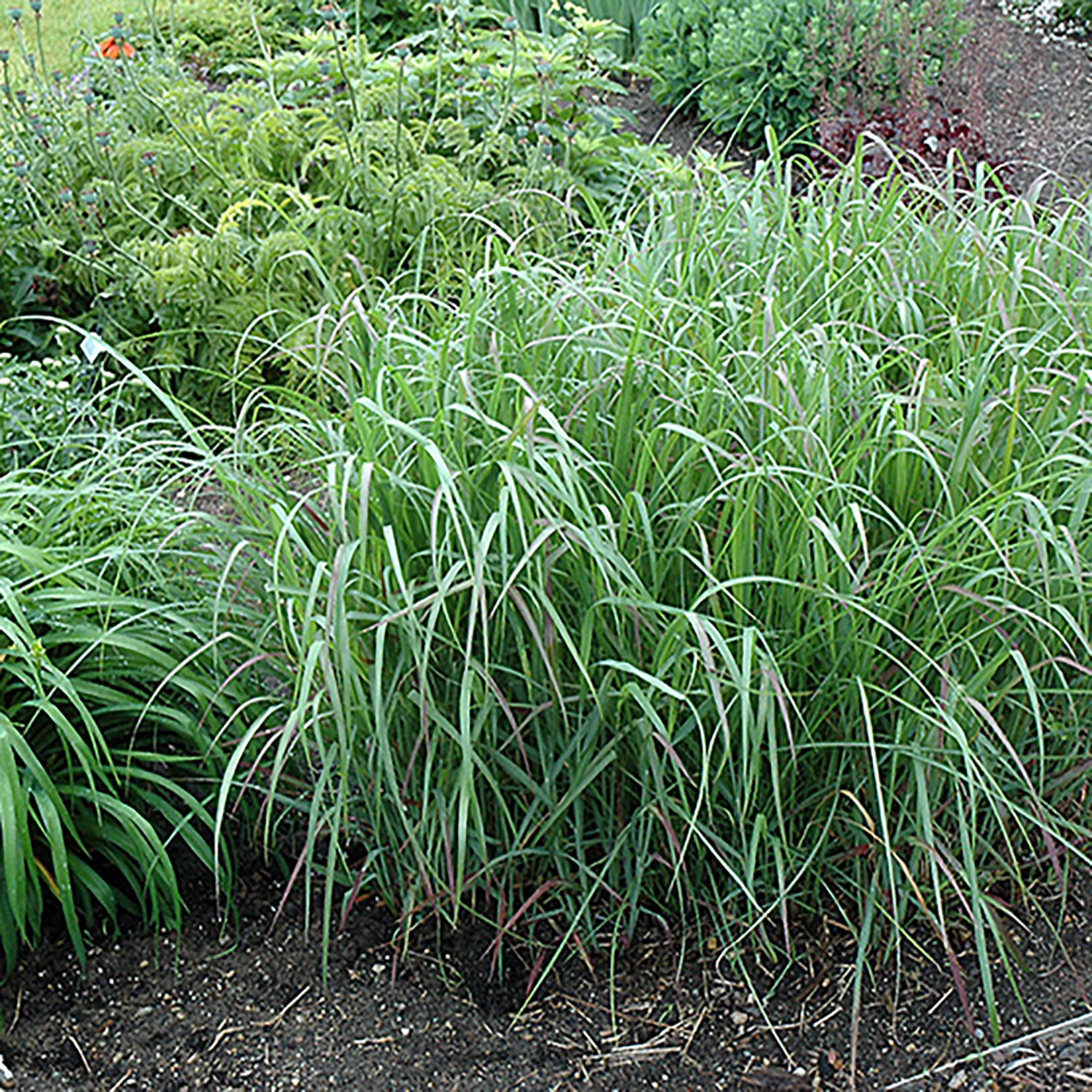 Prairie Fire Switch Grass