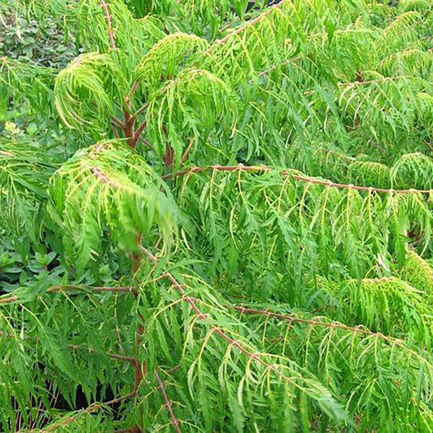Cutleaf Sumac