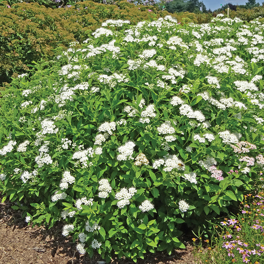 Yeti Spirea