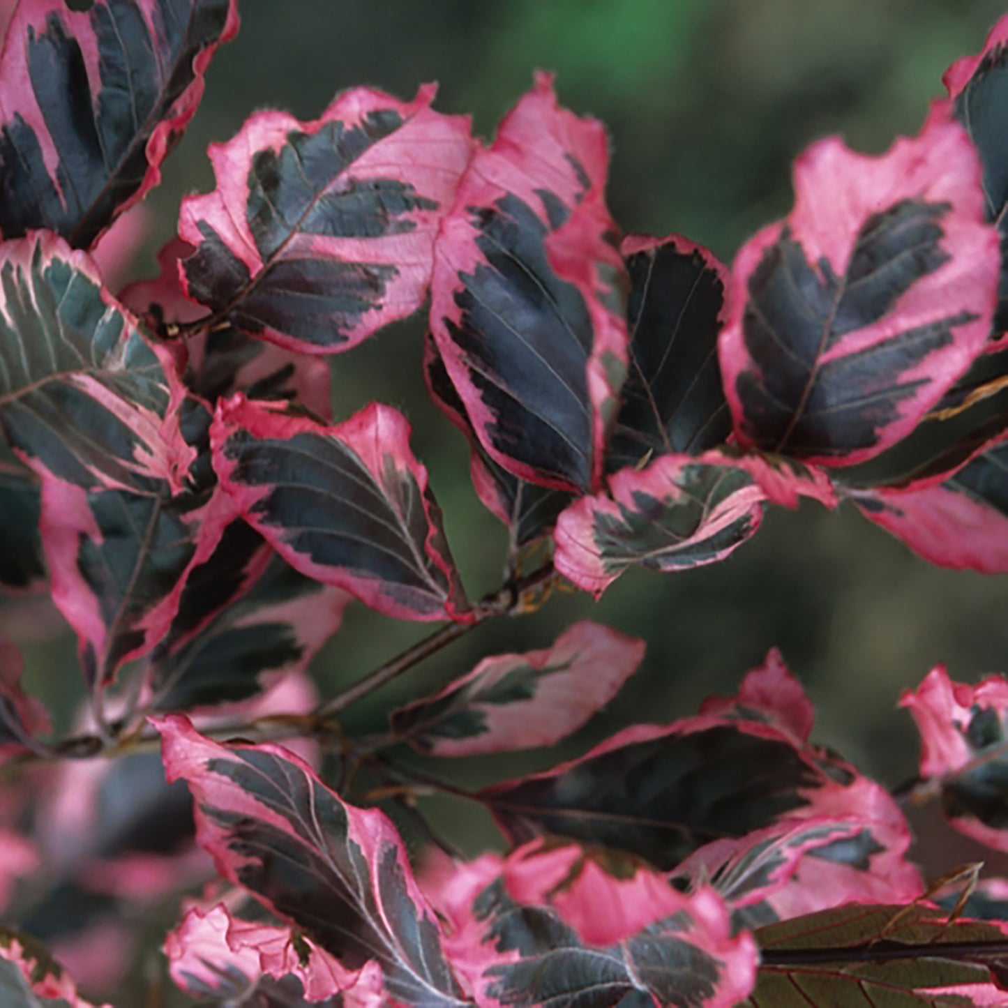 Tricolour Beech
