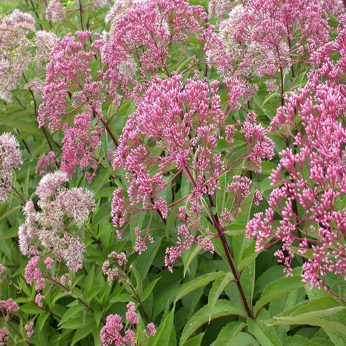 Little Joe Pye Weed