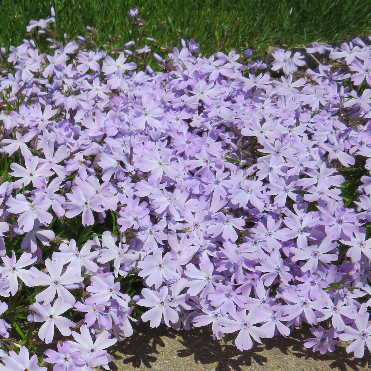 Emerald Blue Moss Phlox/Creeping Phlox