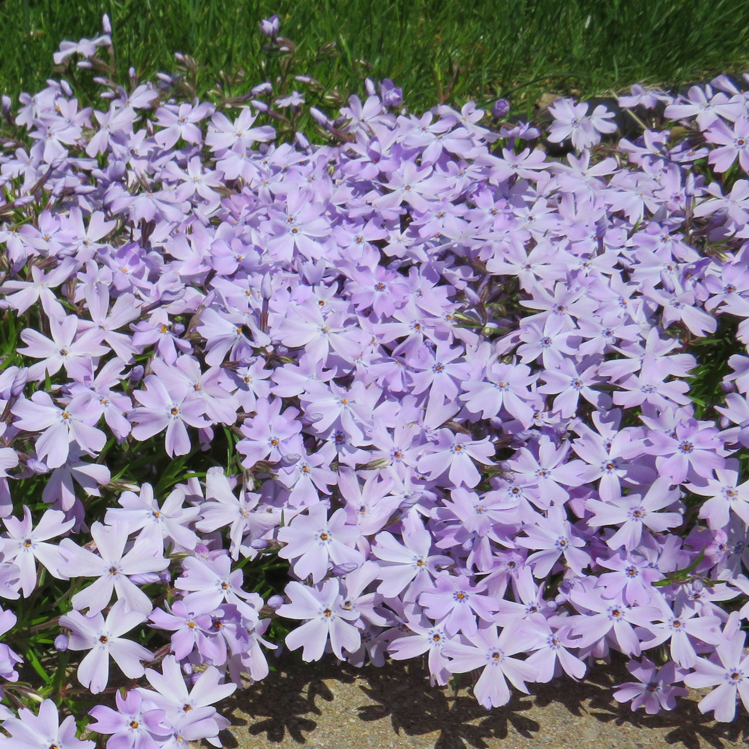 Emerald Blue Moss Phlox/Creeping Phlox