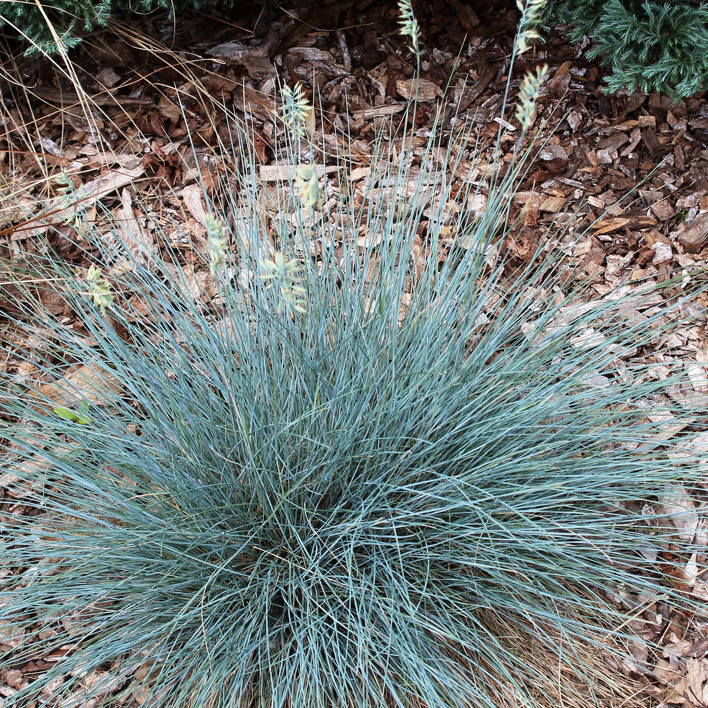 Elijah Blue Fescue