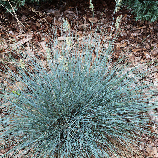 Elijah Blue Fescue
