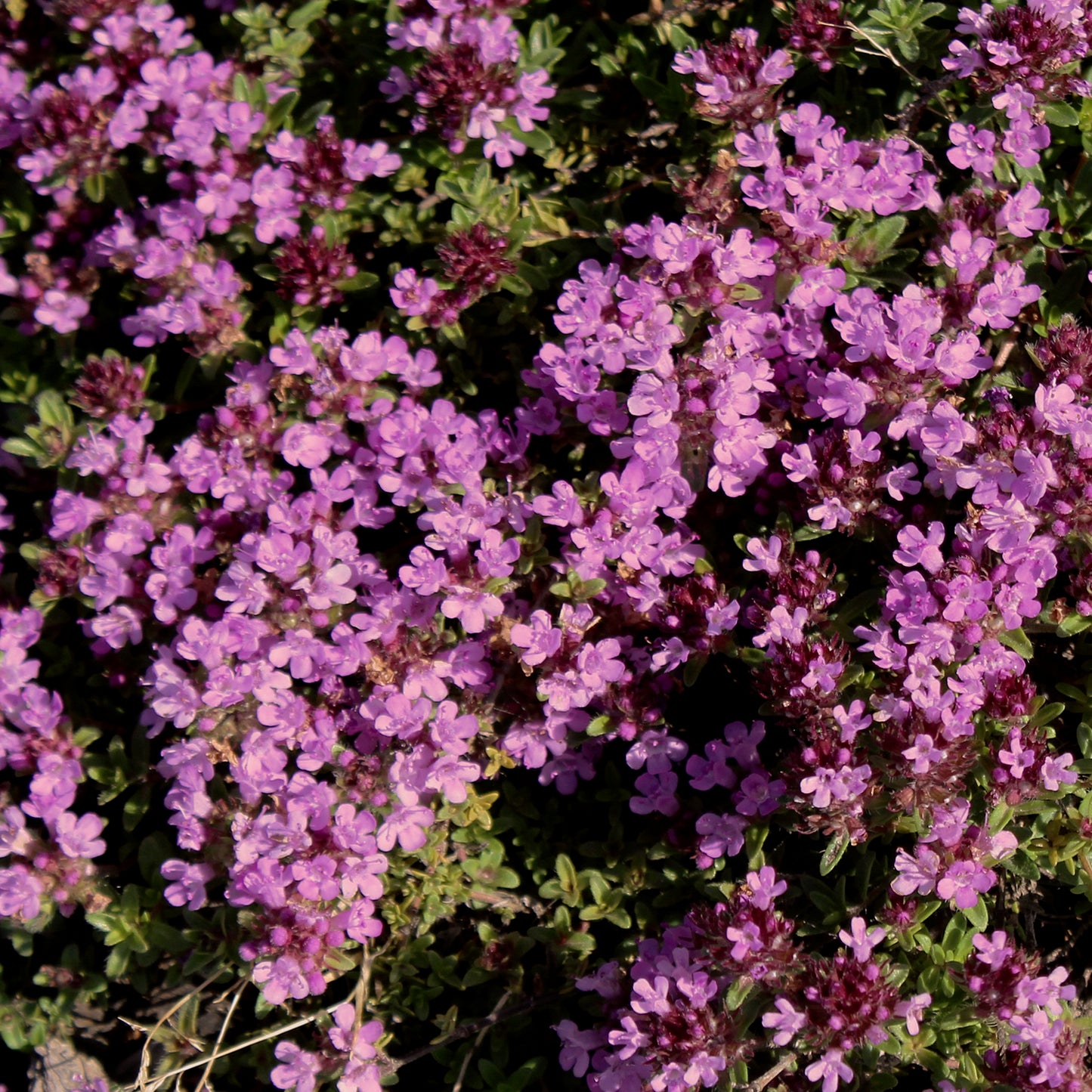 Fort Hill Creeping Phlox