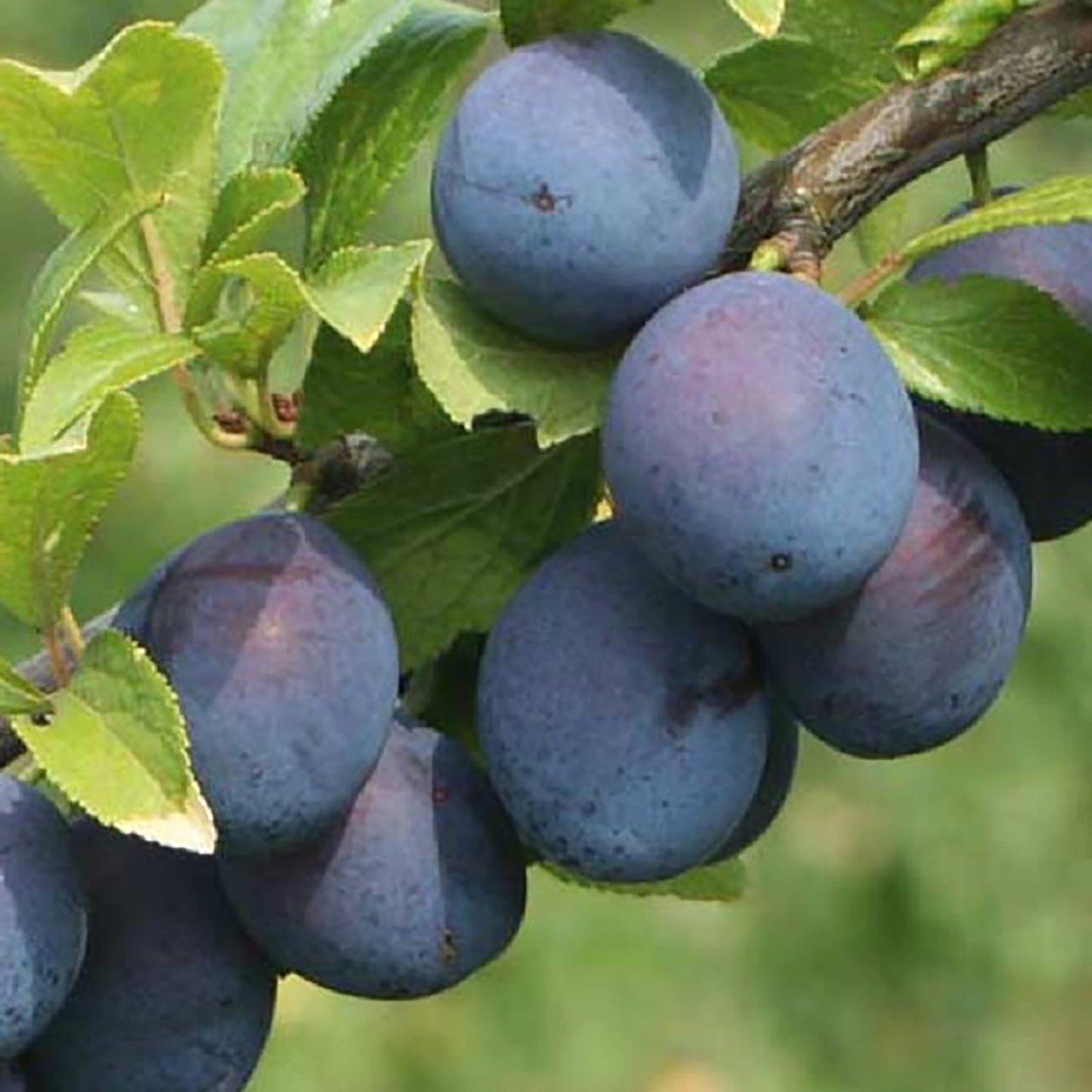 Blue Damson Plum Tree