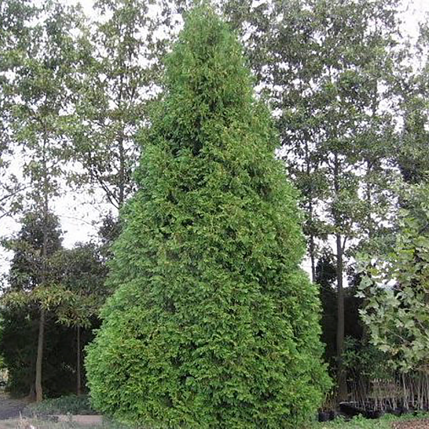 White Cedar