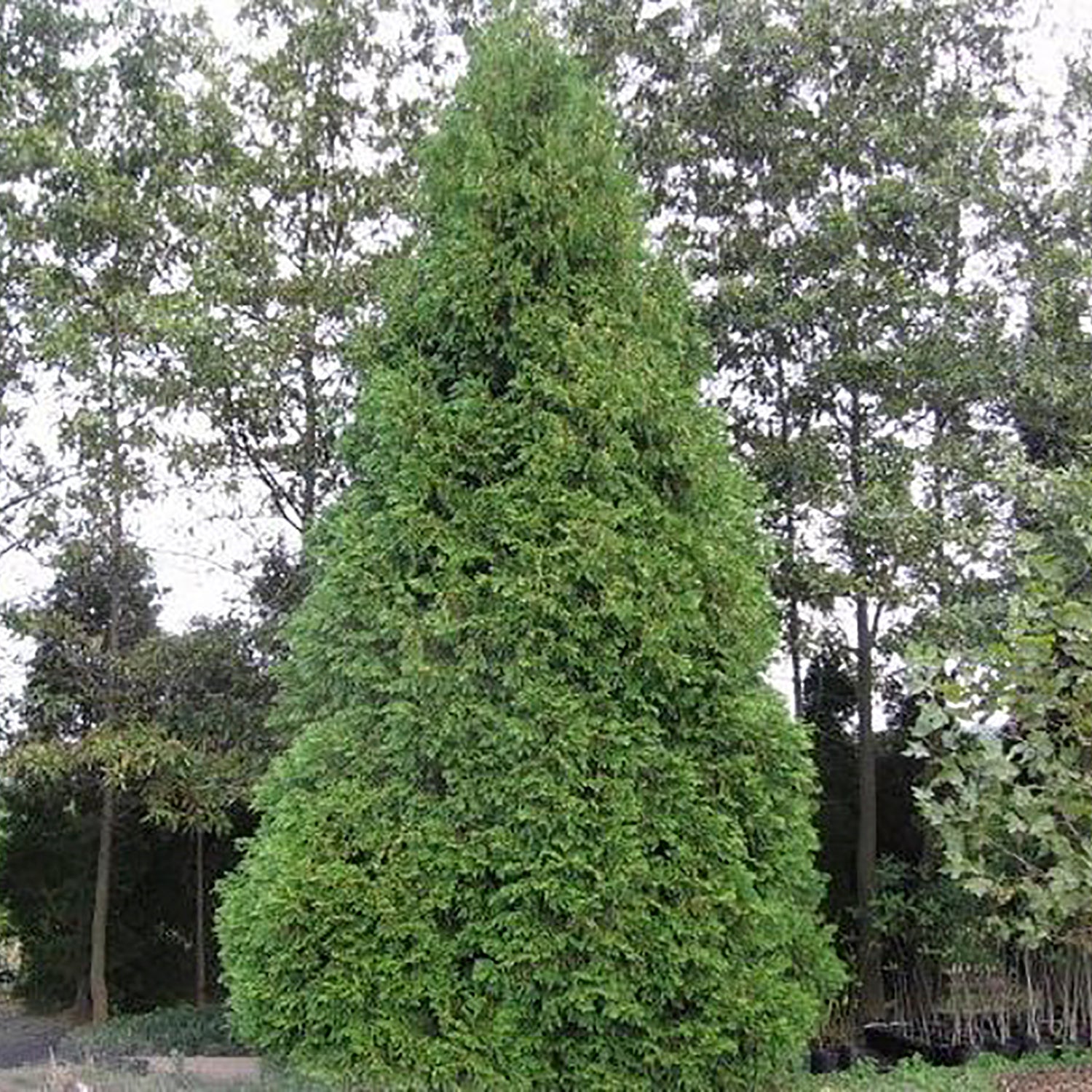 White Cedar