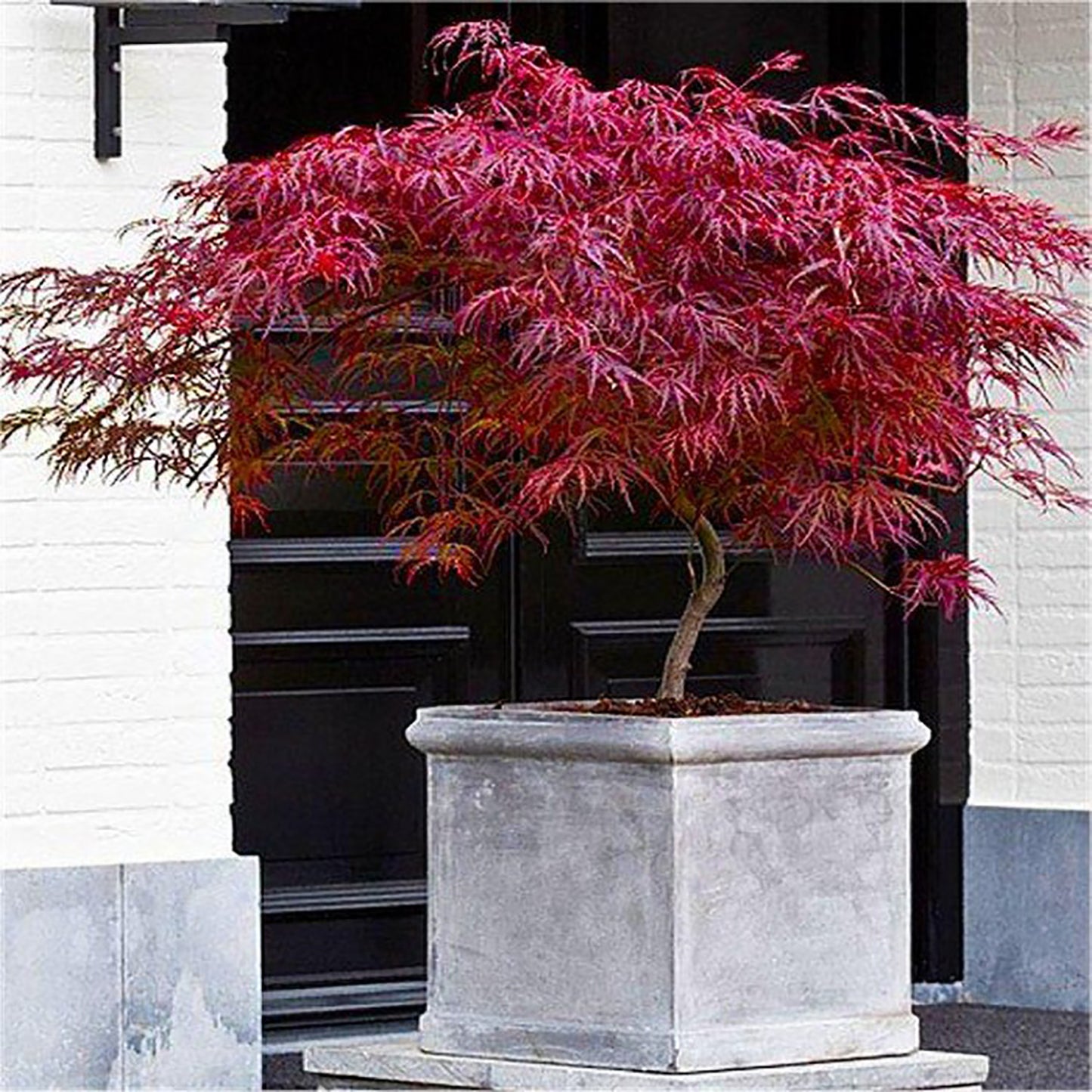Firecracker Cutleaf Japanese Maple