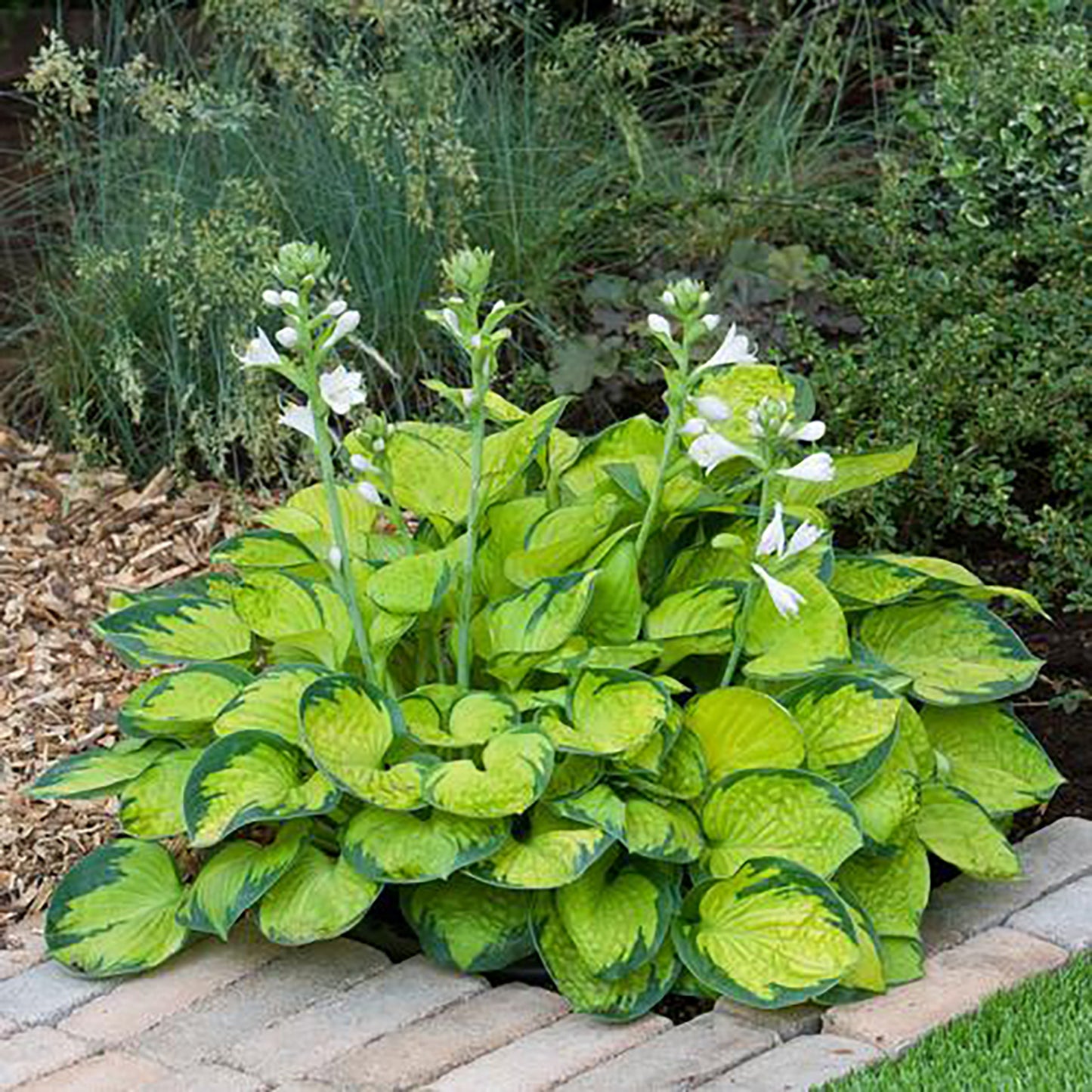 Rainforest Sunrise Plantain Lily