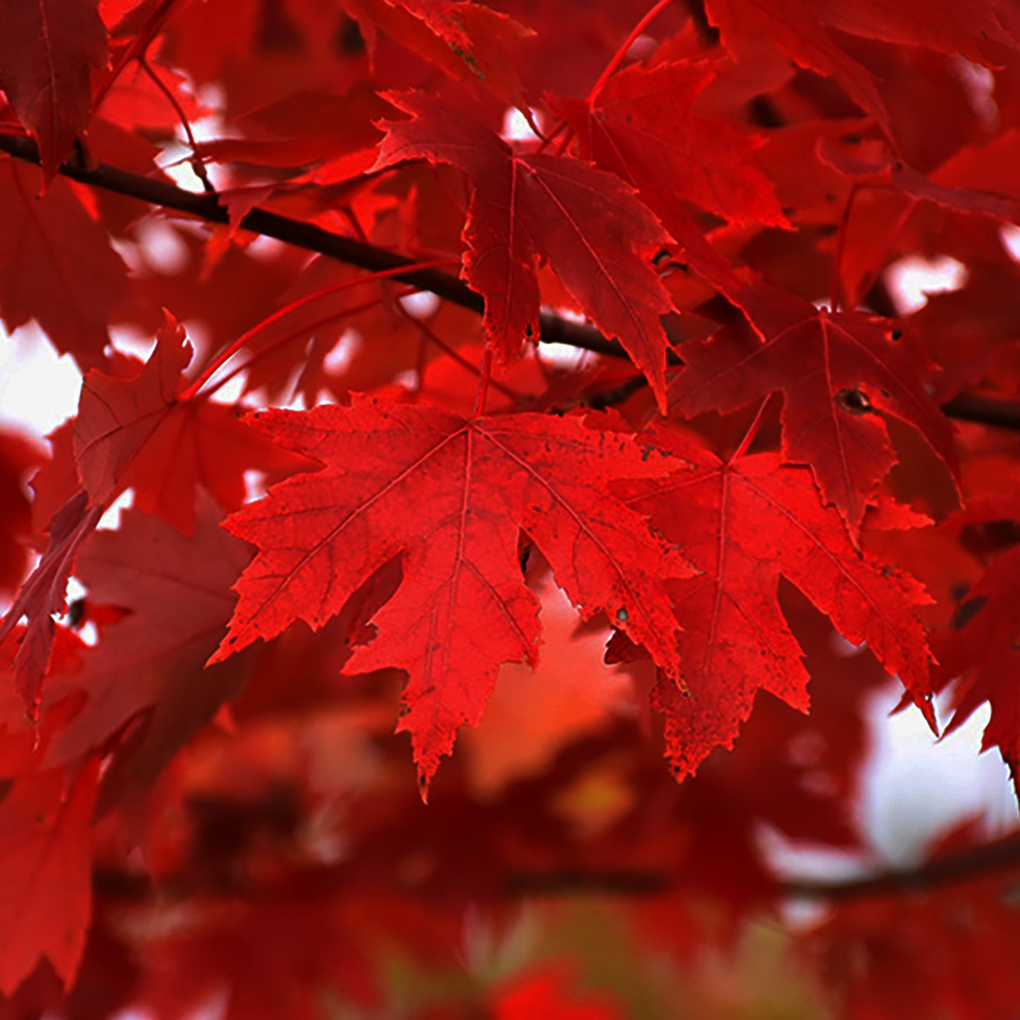 Autumn Fantasy  Maple