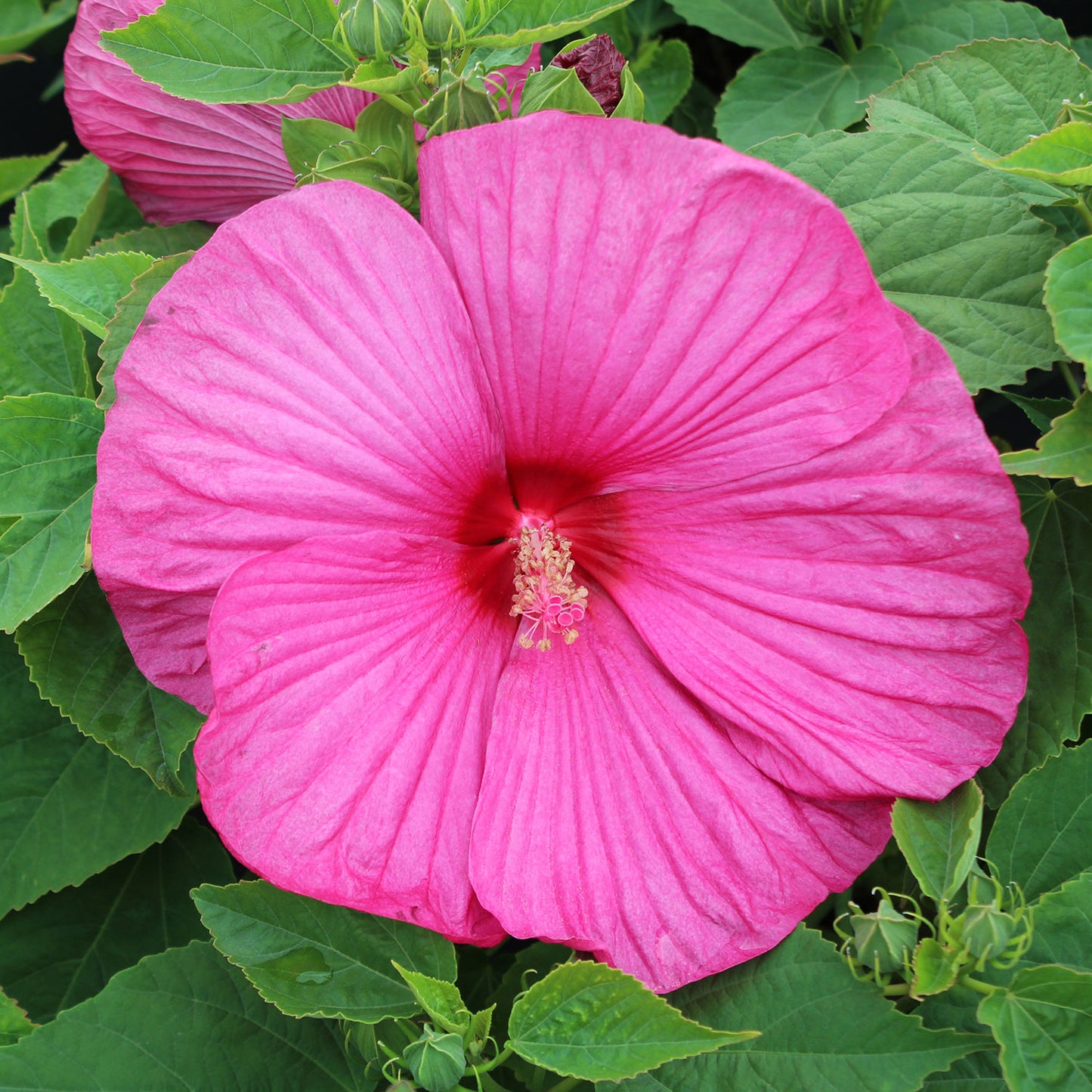 Luna Rose Rose Mallow