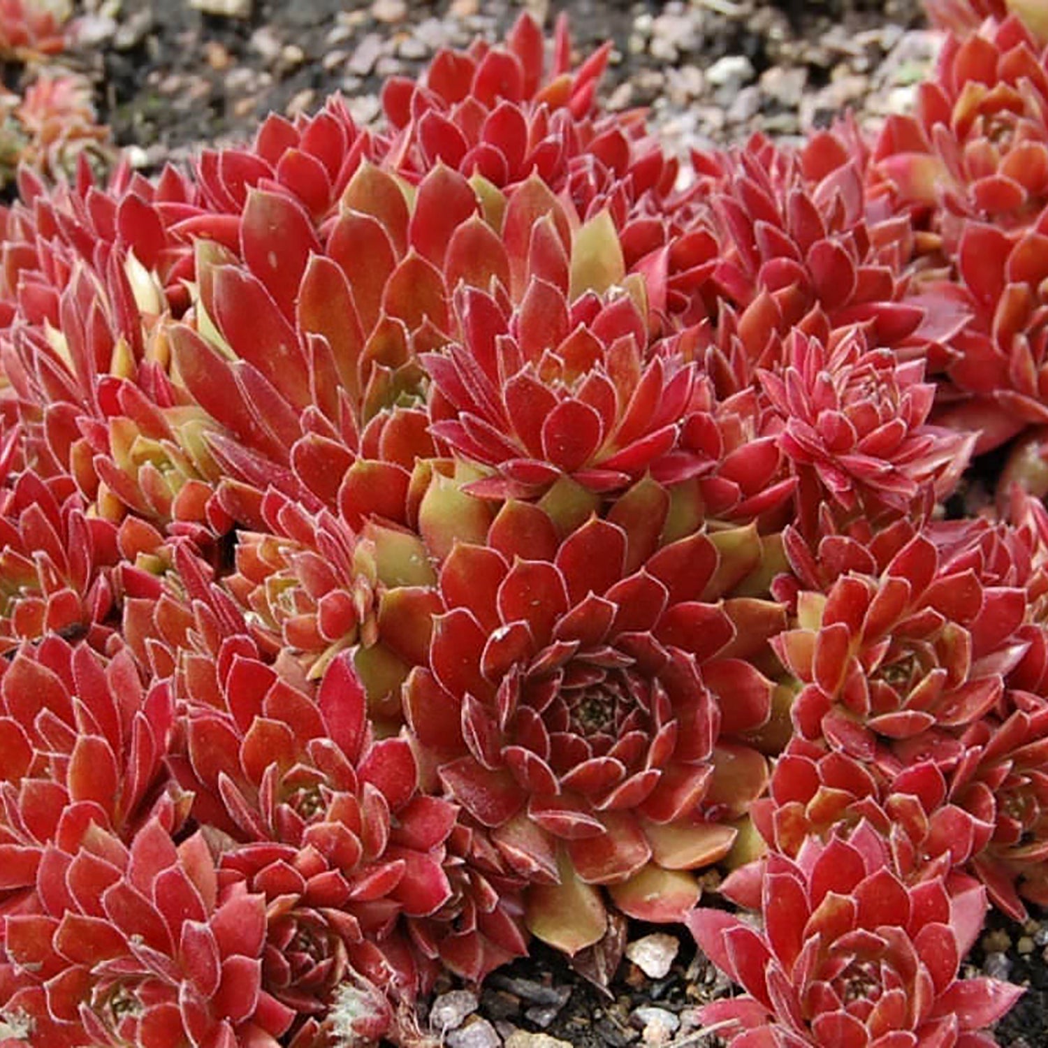 Royal Ruby Hens and Chicks