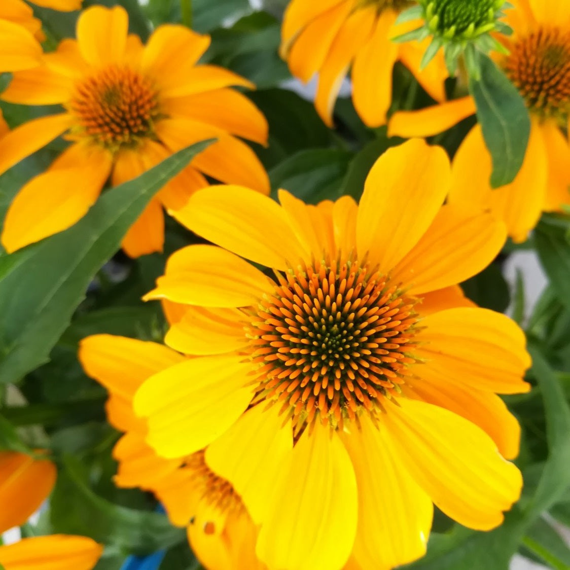 Guatemala™ Gold Coneflower