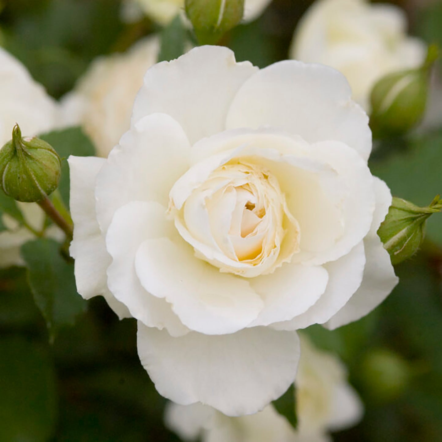 Snowdrift Shrub Rose