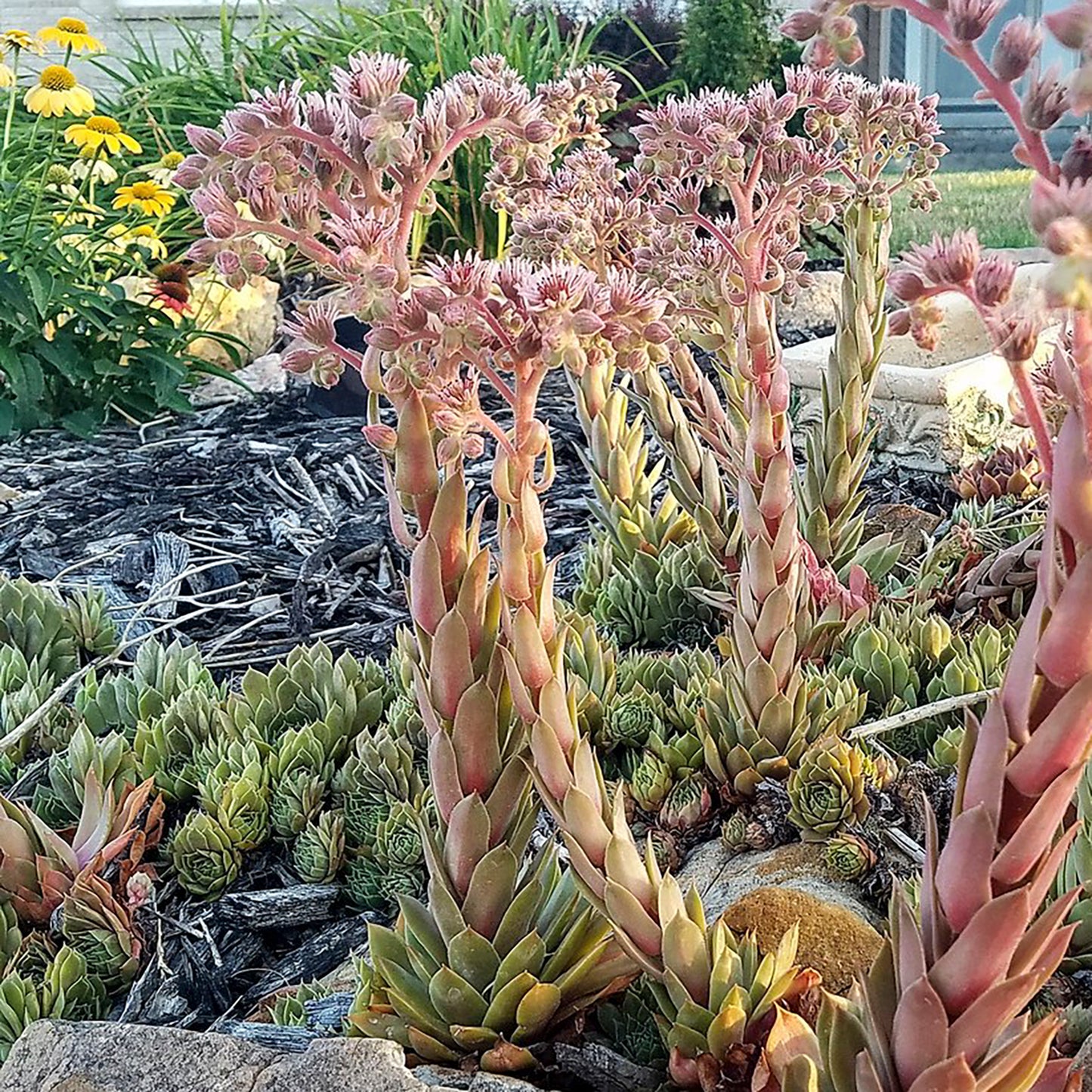 Red Beauty Hens and Chicks