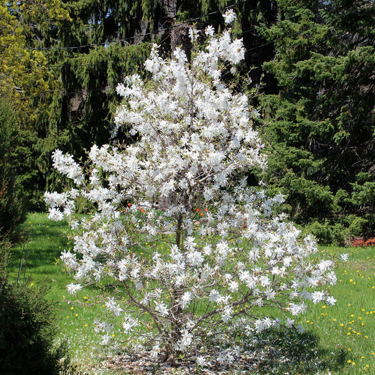 Spring Snow Magnolia