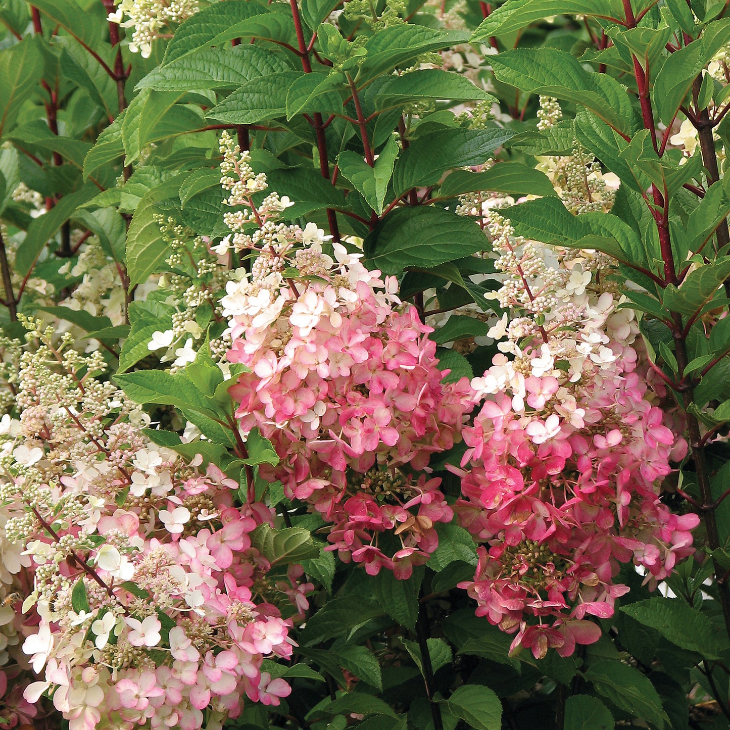 Pinky Winky® Hydrangea