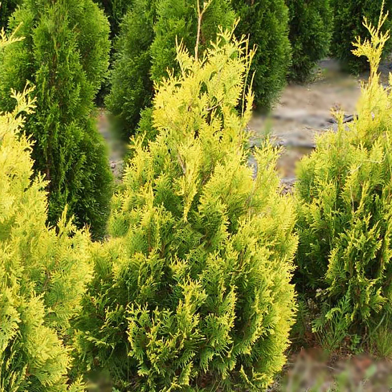 Janed Gold® Cedar