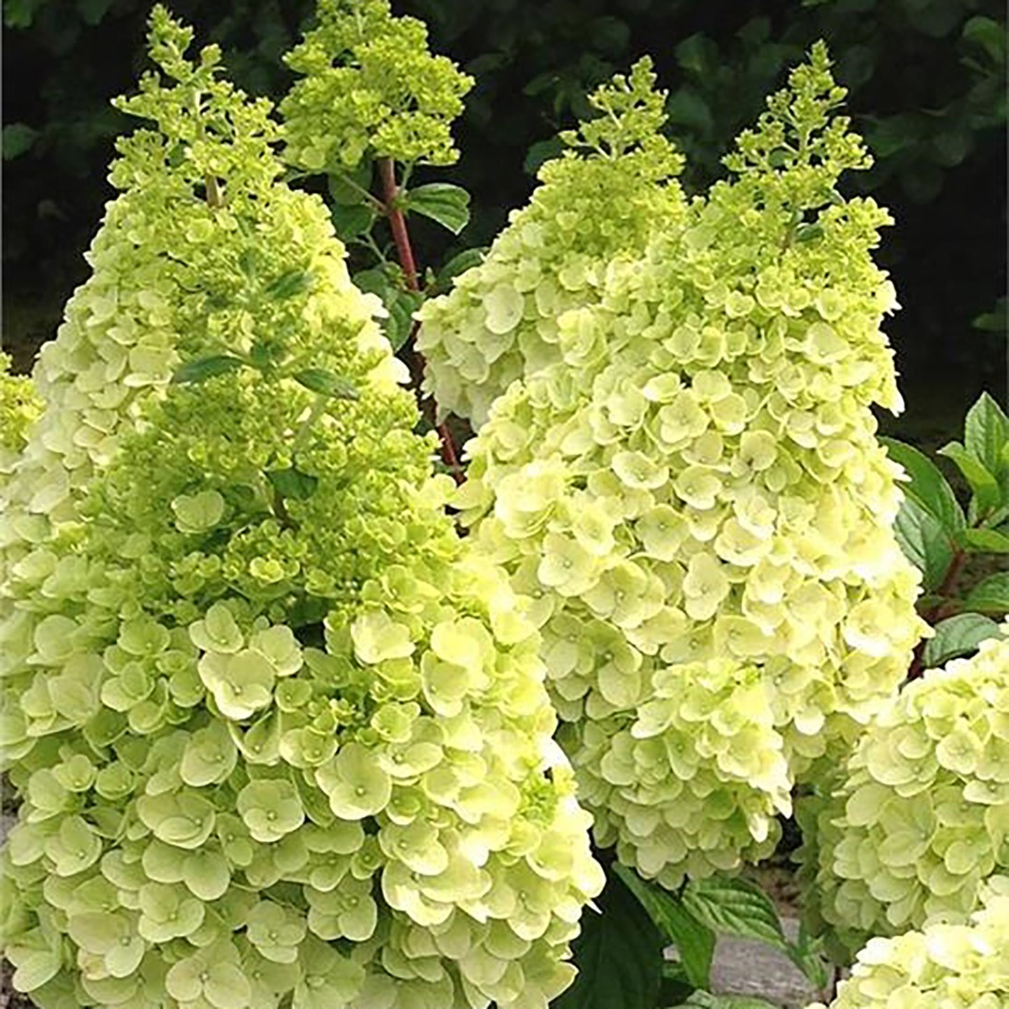 Moonrock™ Hydrangea