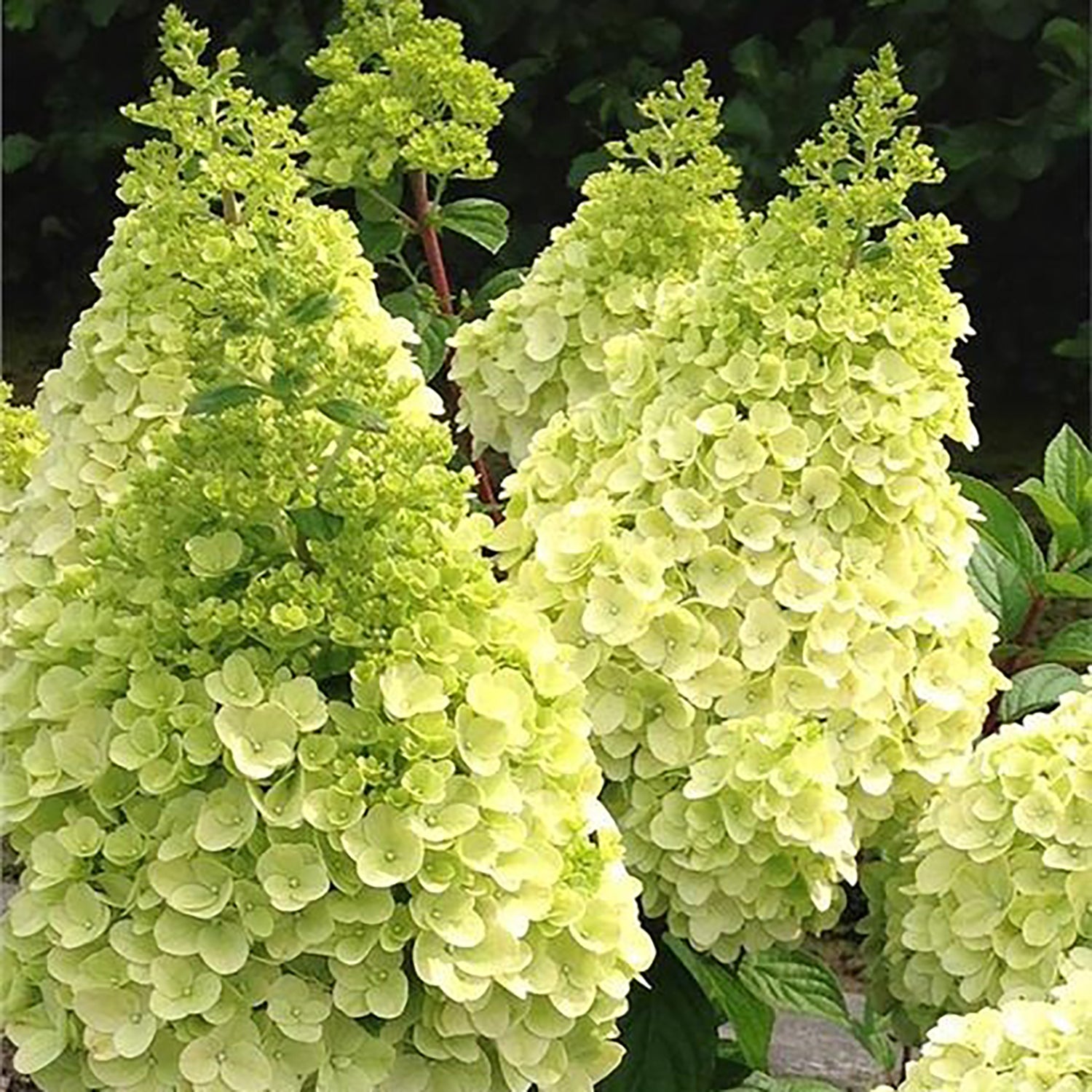 Moonrock™ Hydrangea
