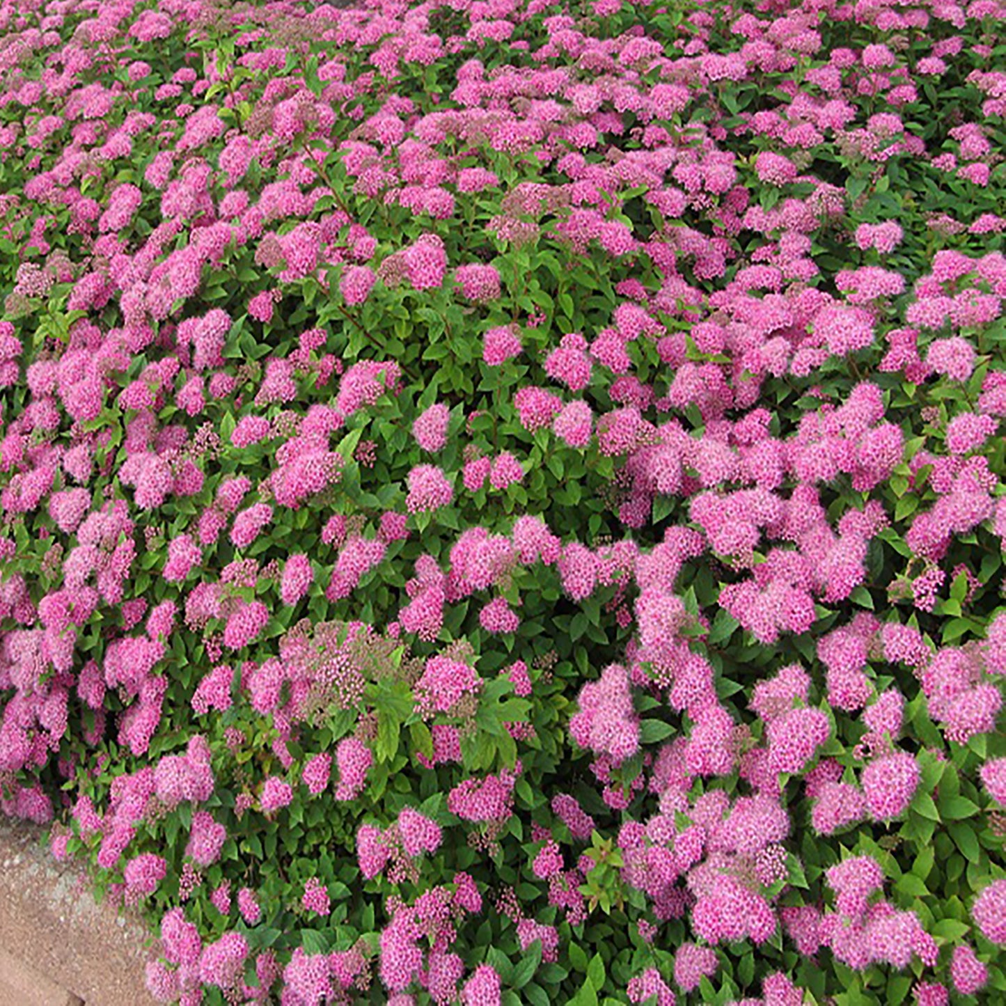 Anthony Waterer Spirea