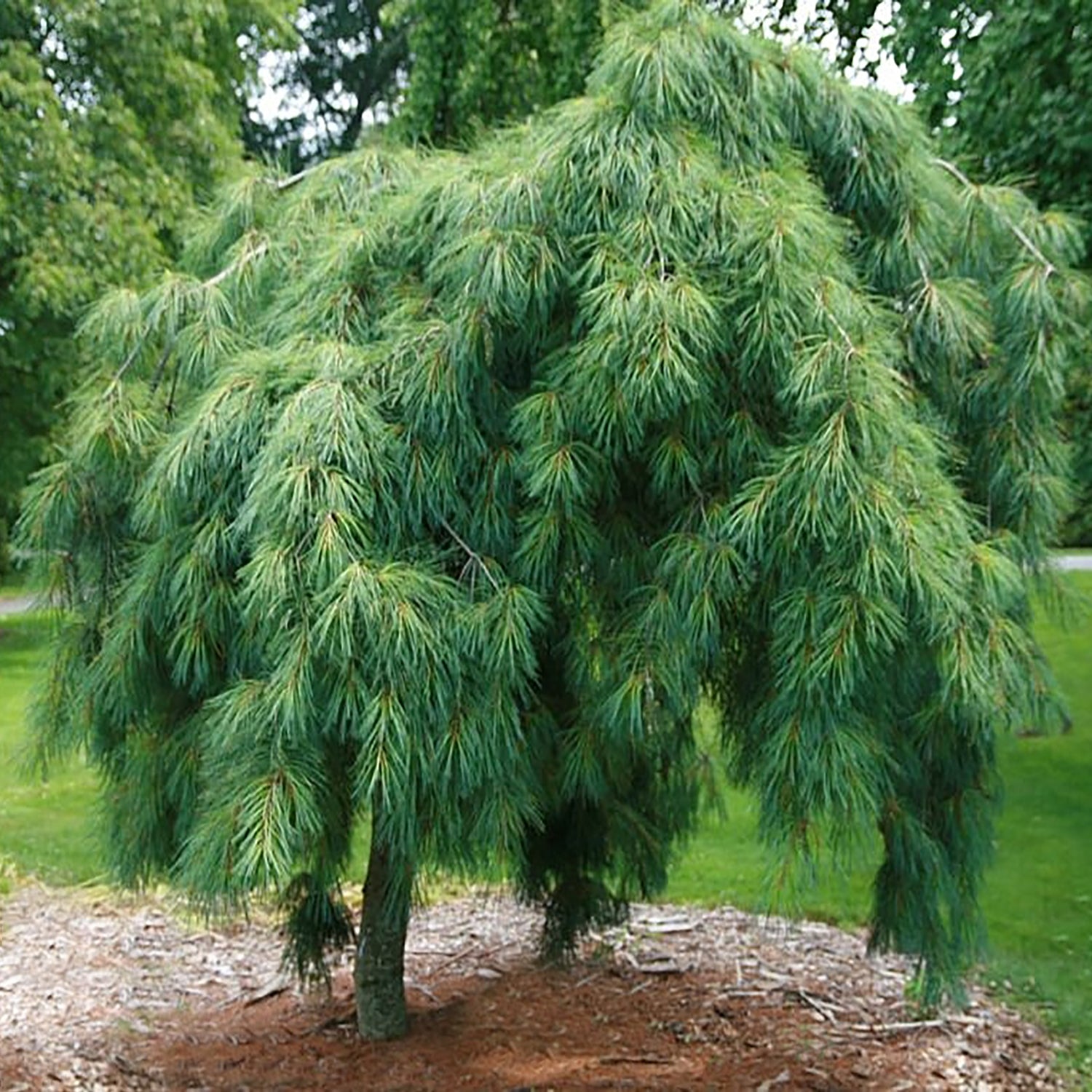Weeping White Pine