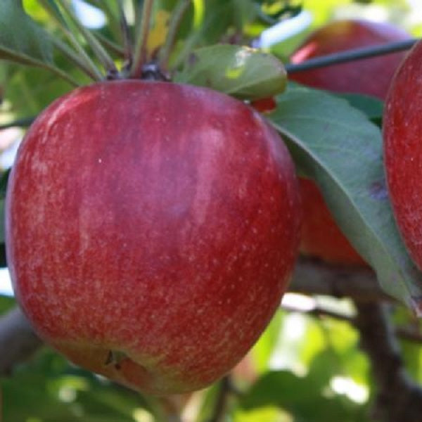 Royal Gala Apple Tree