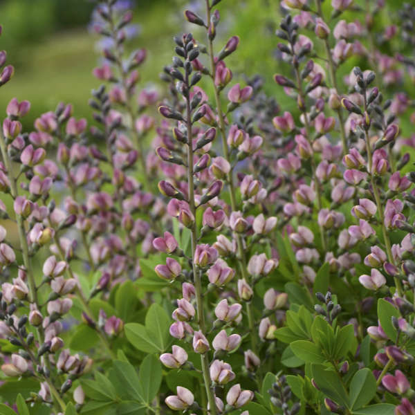 Pink Truffles False Indigo