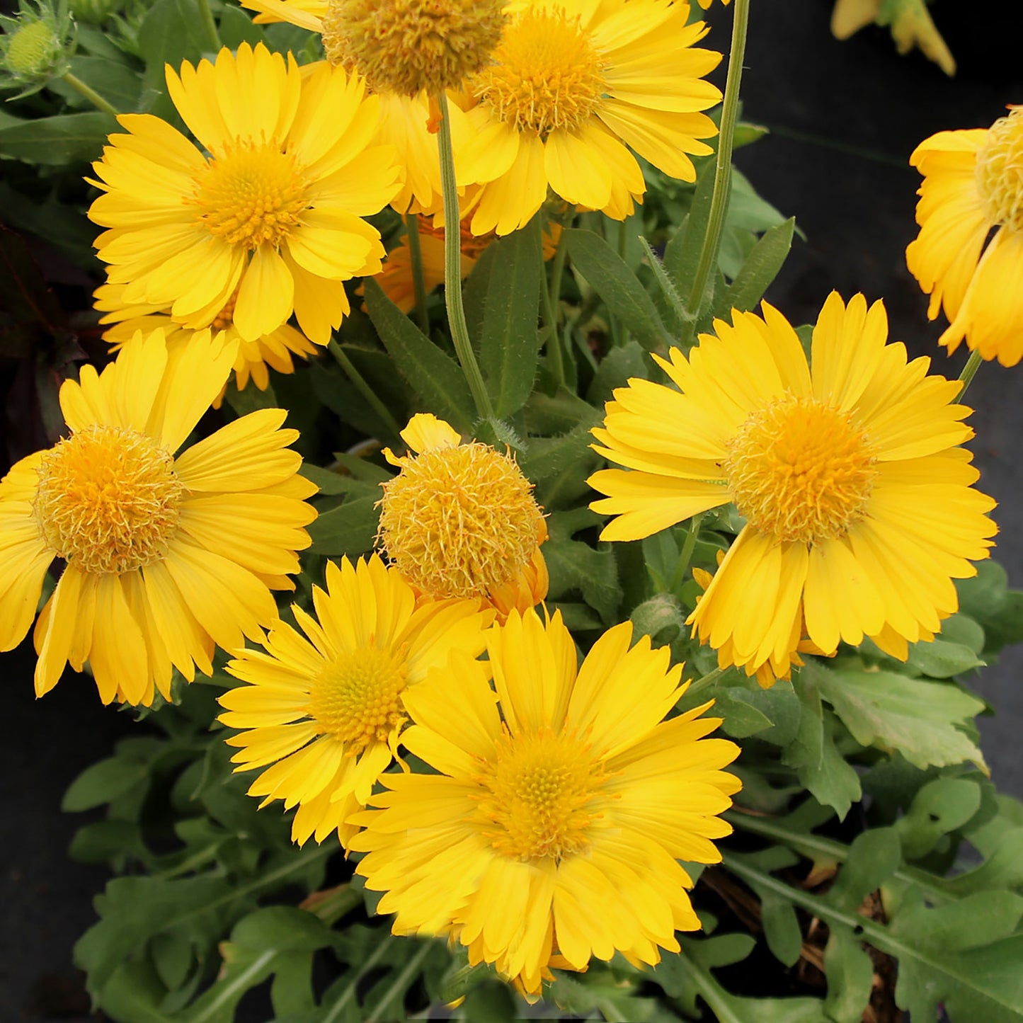 Mesa Yellow Blanket Flower