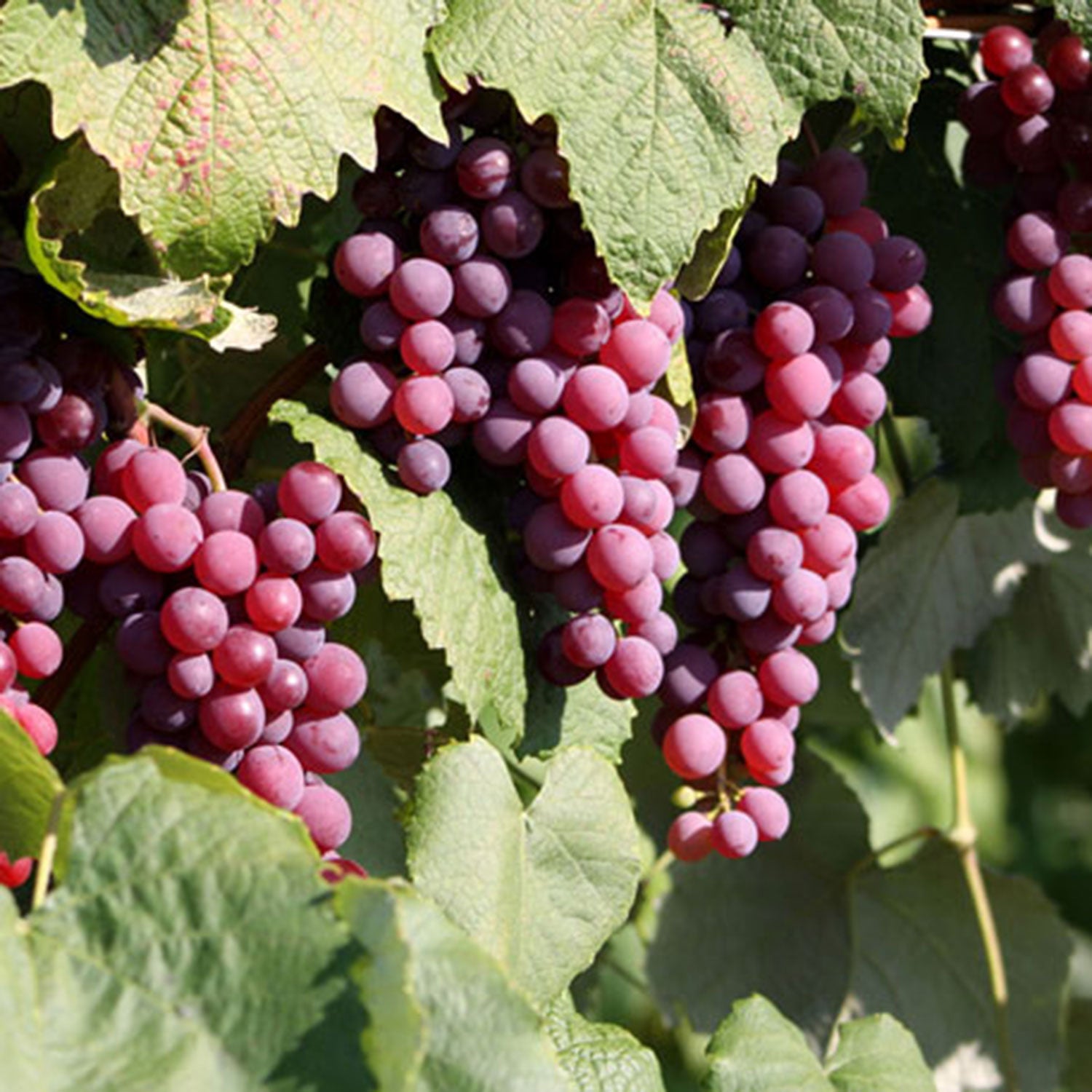 Vanessa Seedless Grape