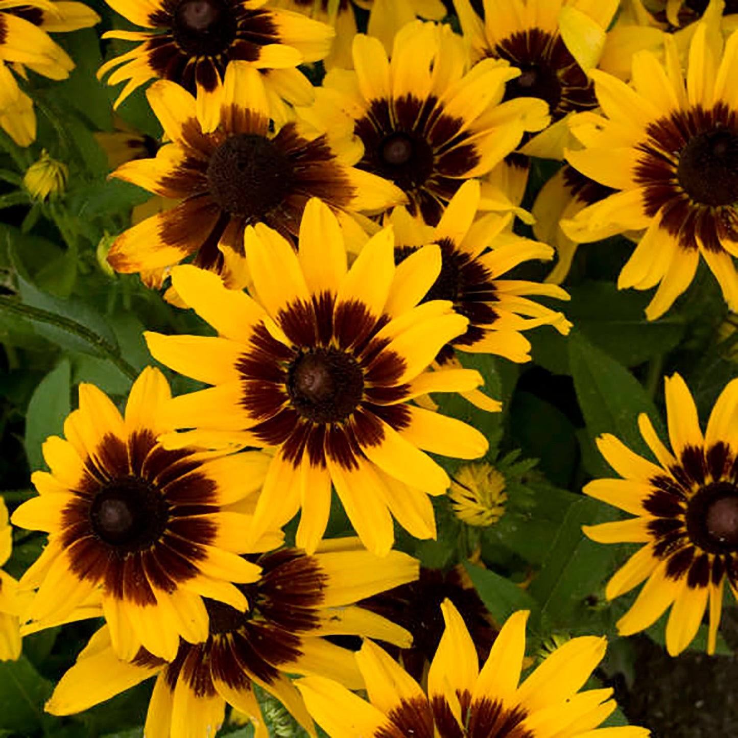 Denver Daisy Black-Eyed Susan