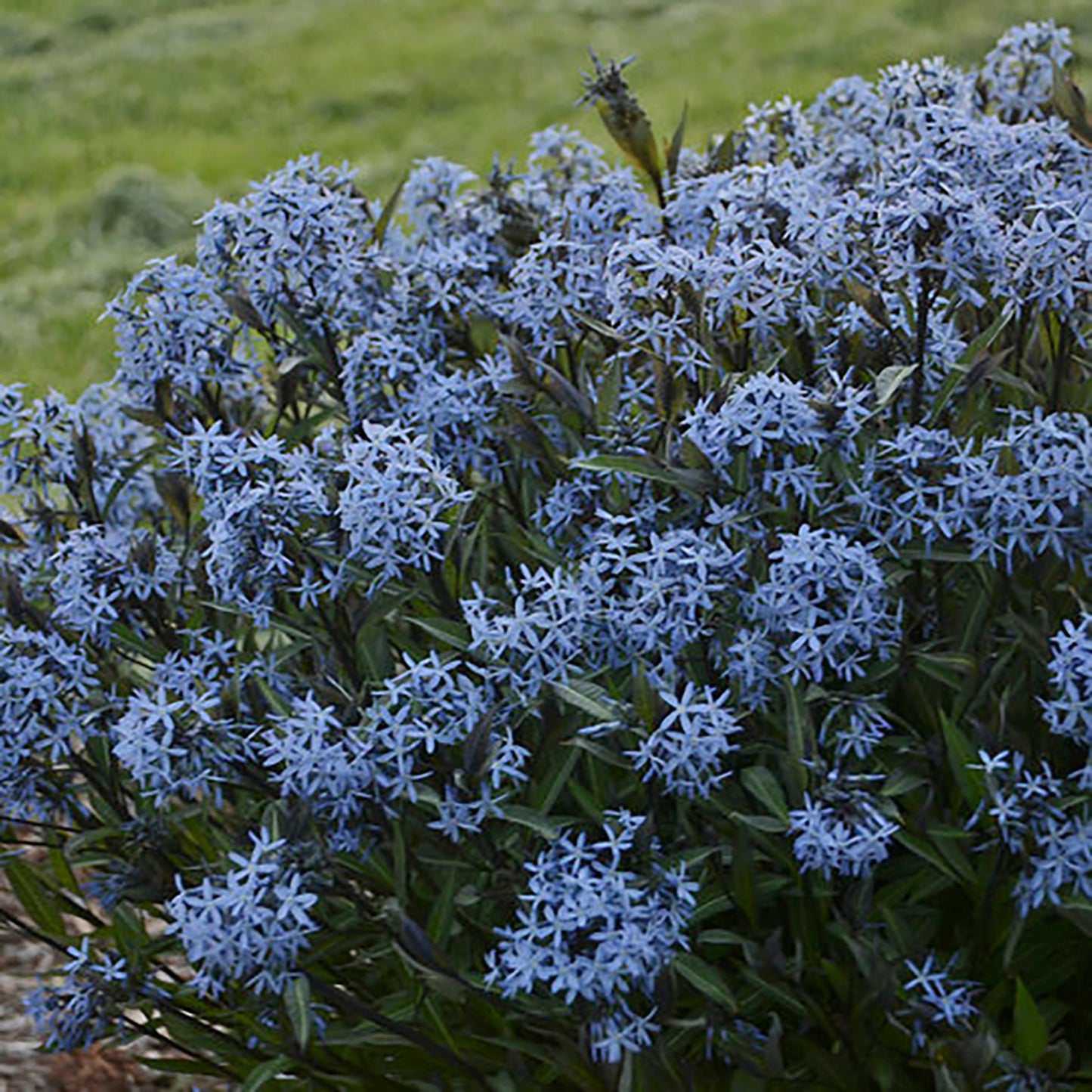 Storm Cloud Bluestar