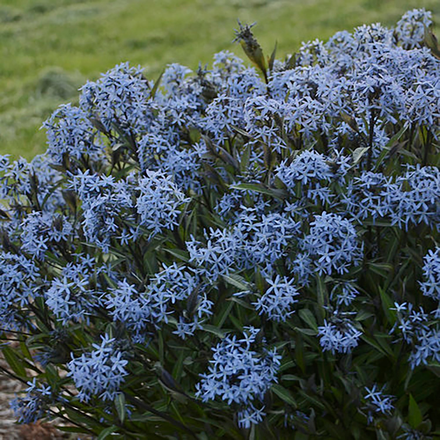 Storm Cloud Bluestar