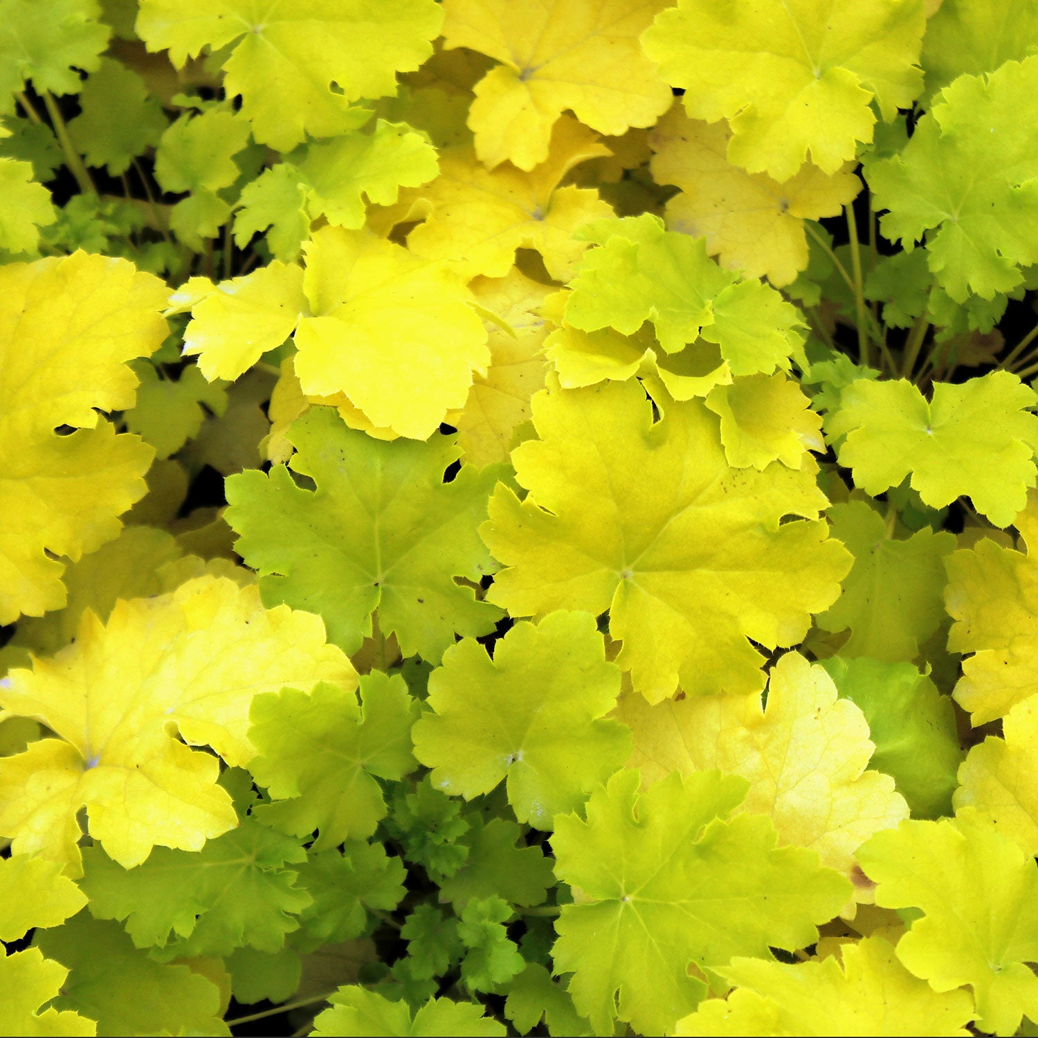 Lime Rickey Coral Bells