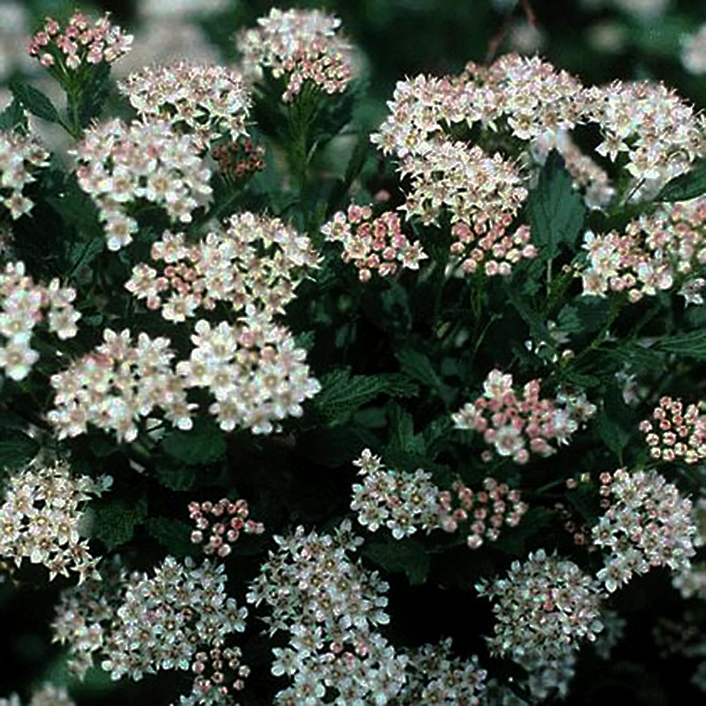 Dwarf Ninebark