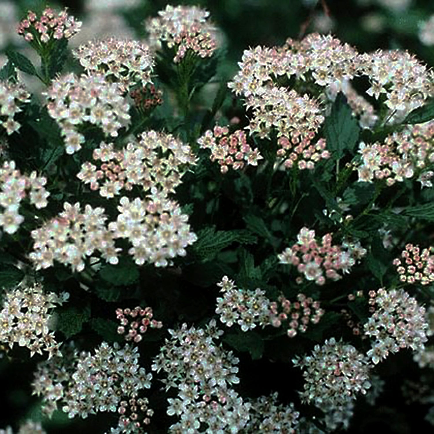 Dwarf Ninebark